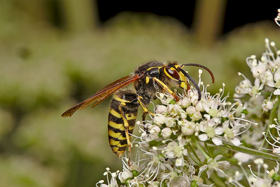 wasp, summer, insect, close up, macro, blossom, bloom, animal themes HD wallpaper