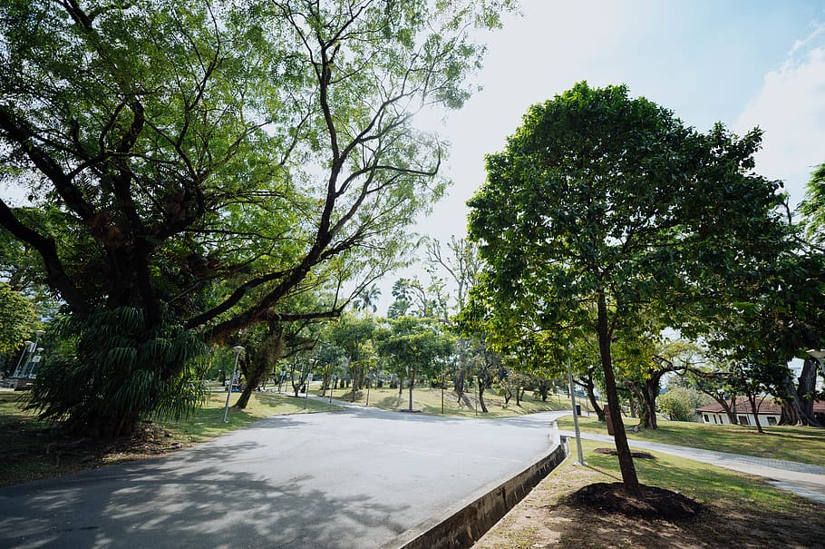 empty road near green trees, outdoors, garden, arbour, plant HD wallpaper