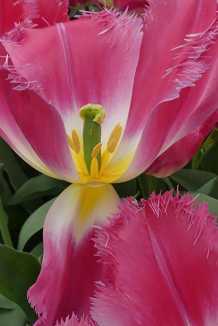 tulip, macro, close, close up, spring, plant, garden, flowers HD wallpaper