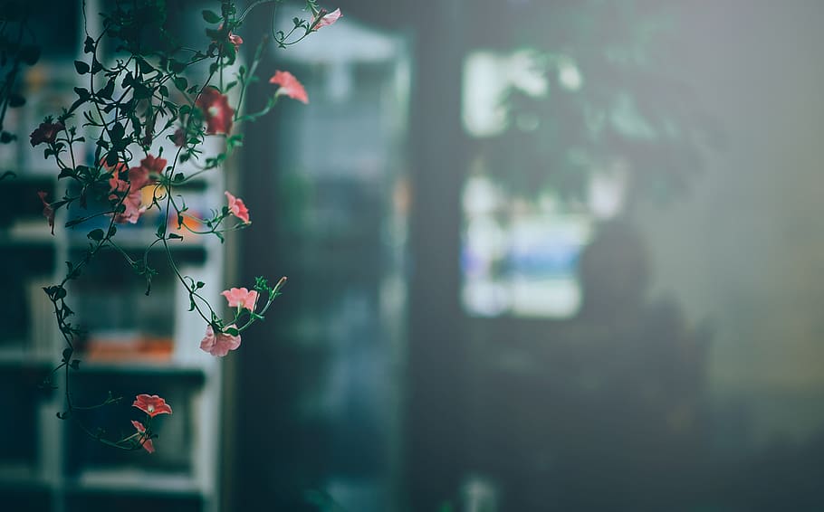 Flowering Plant, bloom, blossom, flora, flowers, macro, focus on foreground HD wallpaper