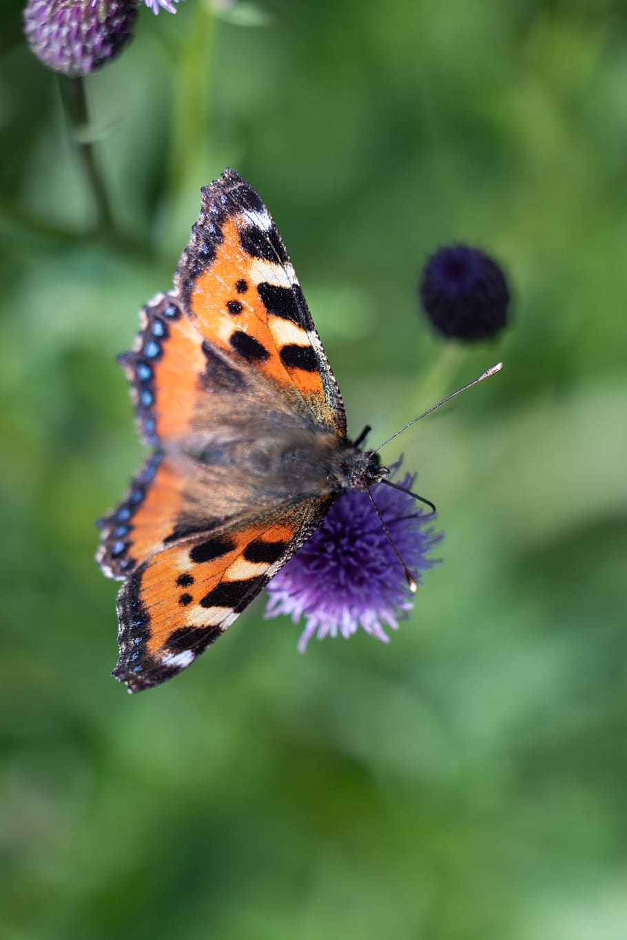 hives, butterfly, insect, flower, animal themes, one animal HD wallpaper