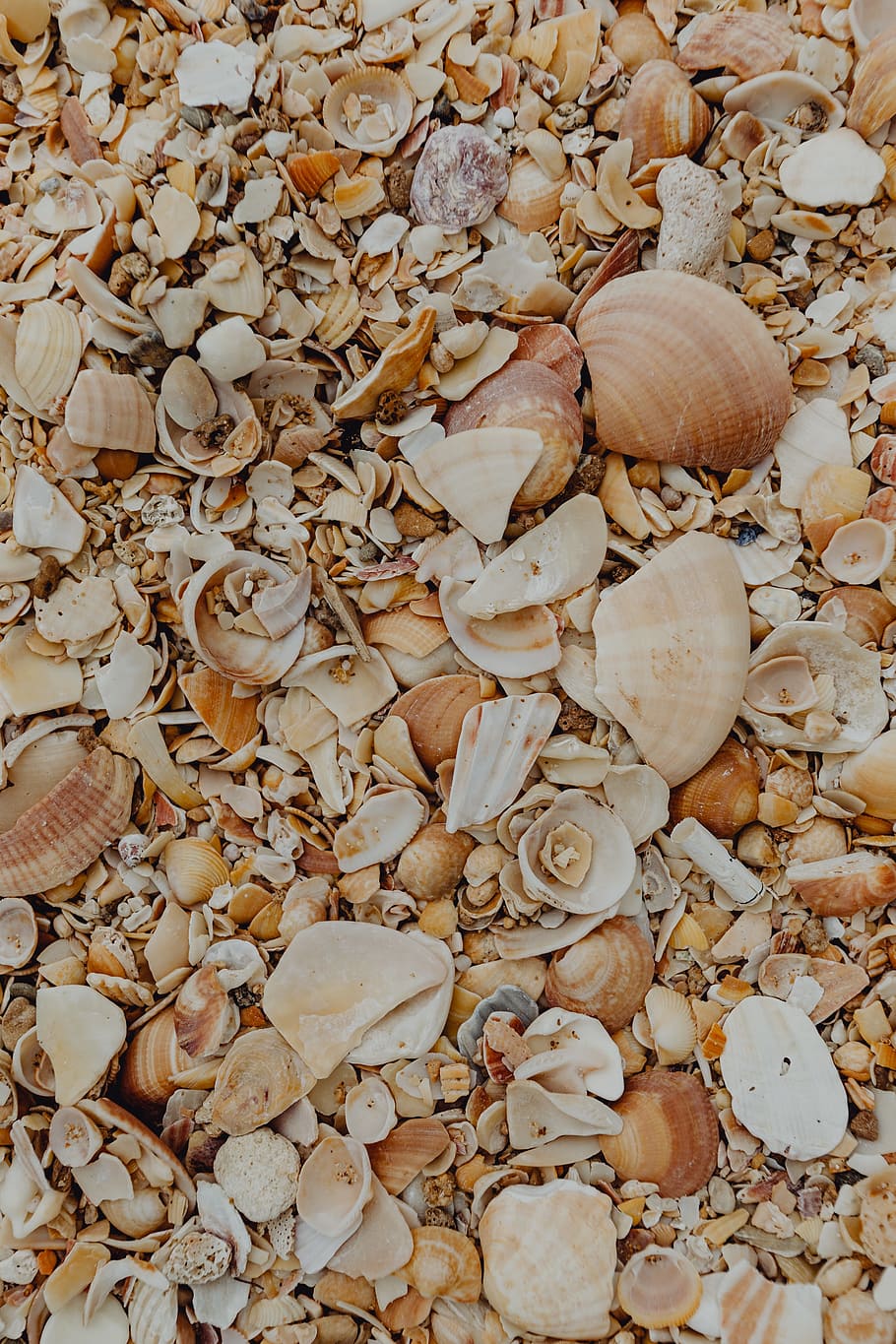 Sea shells on the beach, Algarve, Portugal, summer, background