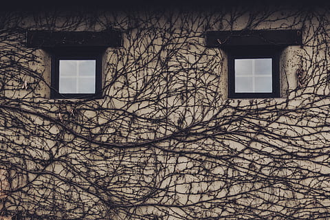 black bare trees, home decor, window, architecture, building HD wallpaper