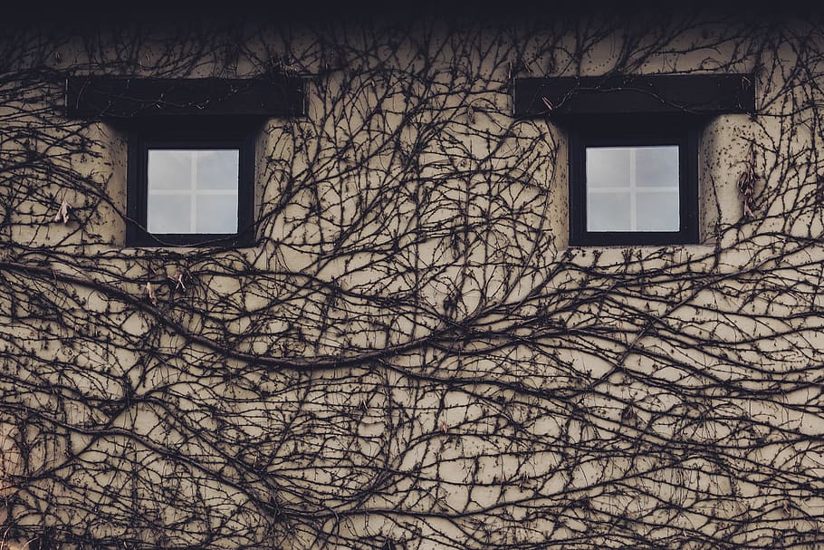 black bare trees, home decor, window, architecture, building HD wallpaper