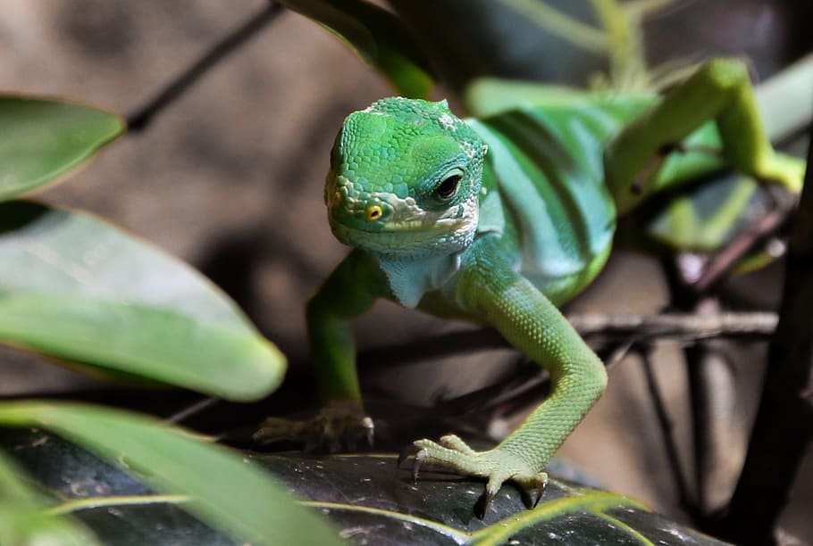 monitor, tree, lizard, reptile, animal, wild, nature, jungle HD wallpaper