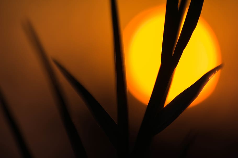 india, karnataka, yellow, sunset, evening, tree, abstract, backgrounds HD wallpaper