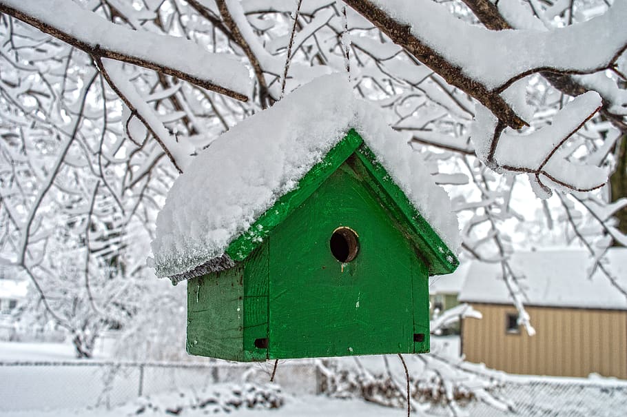 snow, winter, contrast, bird, birdhouse, bird house, seasons HD wallpaper