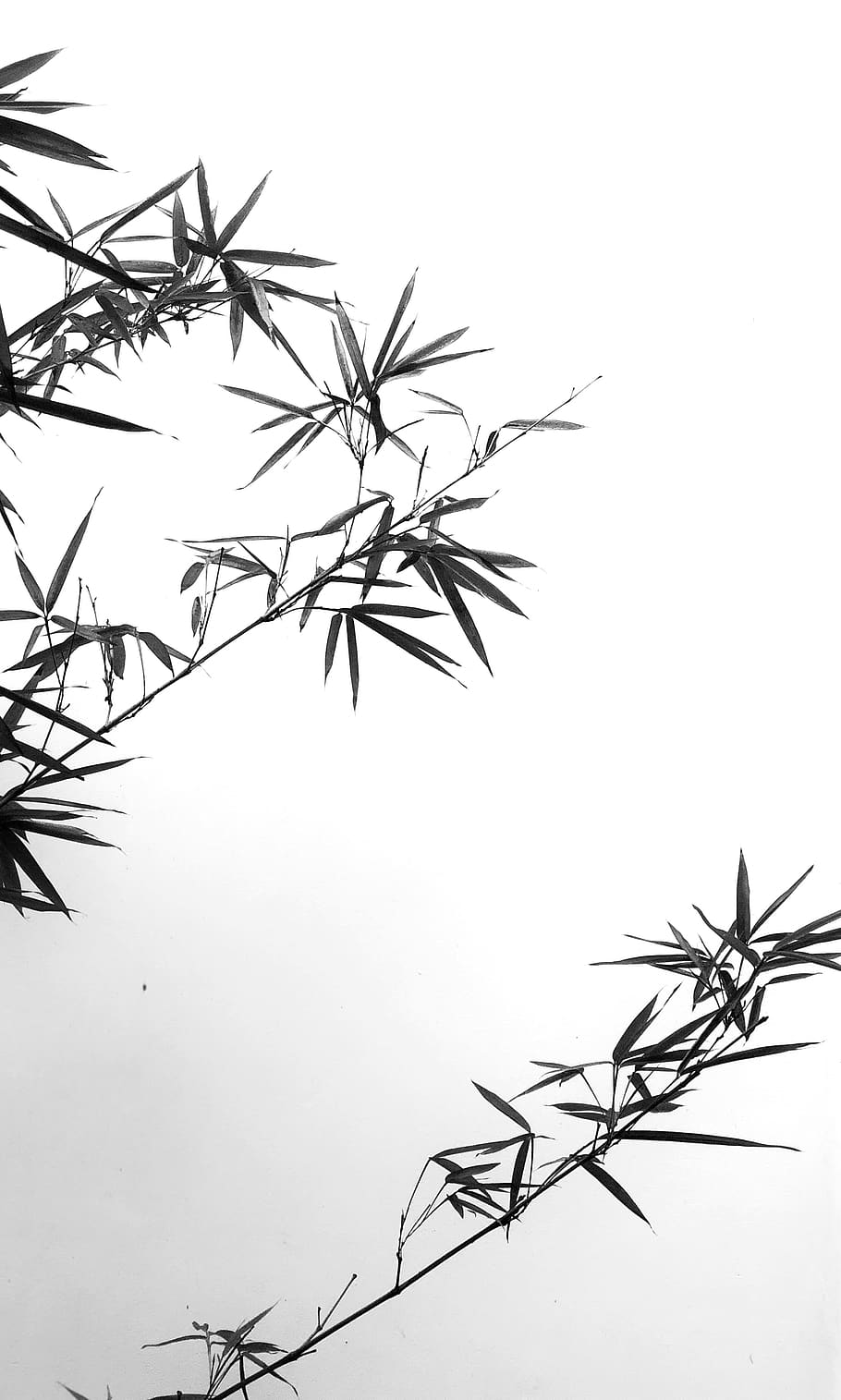 HD wallpaper: china, chengdu, bamboo, plant, no people, nature, sky, tree |  Wallpaper Flare