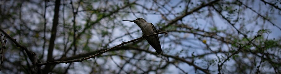 united states, phoenix, perch, tree, branch, tree branch, sitting HD wallpaper