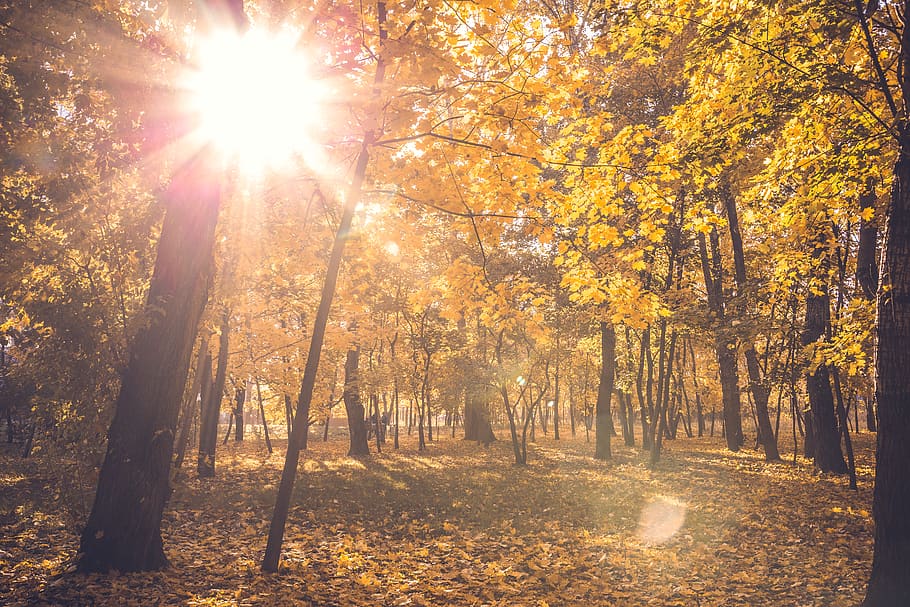 yellow leafed trees during daytime, russia, moskva, shosse entuziastov HD wallpaper