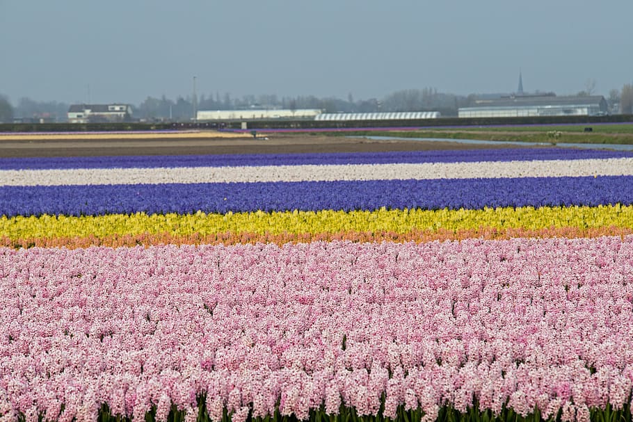 lisse, bulbs, fields, holland, spring, bloom, plant, beauty in nature HD wallpaper
