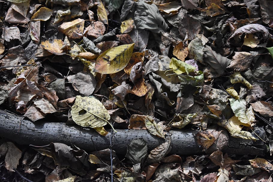 foliage, leaves, fallen, background, texture, nature, template, HD wallpaper