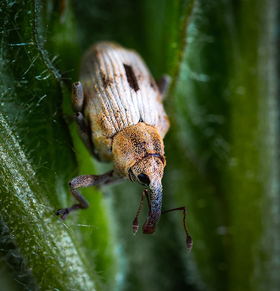 Macro Photography of Black and Brown Beetle, animal, bug, close-up HD wallpaper