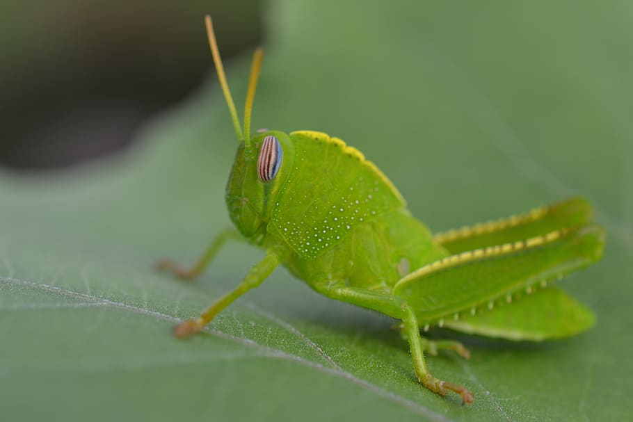 green grasshopper, animal, invertebrate, insect, grasshoper, cricket insect, HD wallpaper