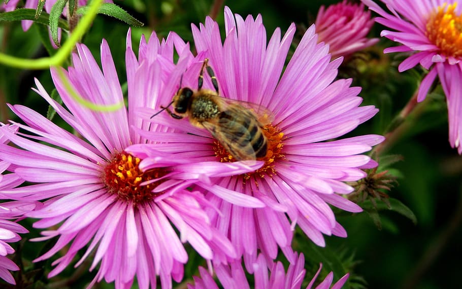 flower, violet, bee, plant, garden, flowers, summer, nature HD wallpaper