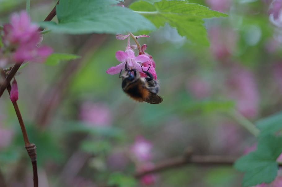 bee, flower, insect, pollen, natural, plant, honey bee, macro HD wallpaper