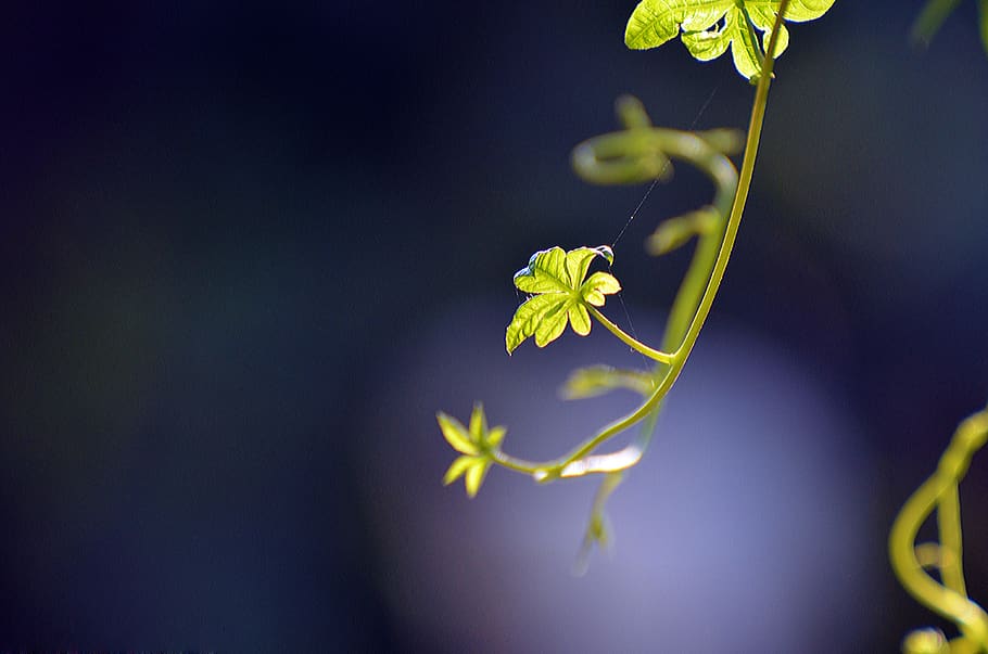 nature, flower, flora, leaf, growth, outdoors, desktop, summer, HD wallpaper