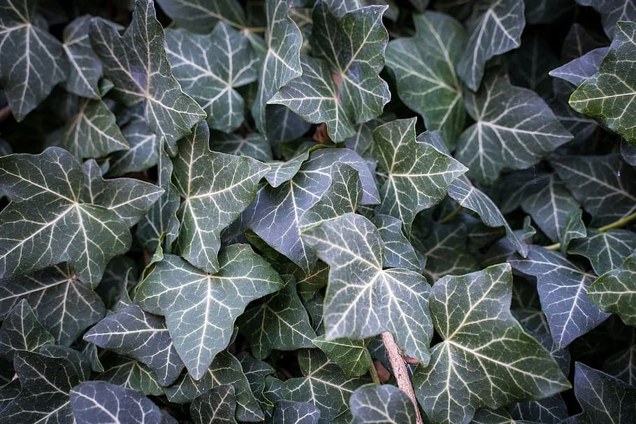 leaves, green, white, background, structure, nature, plant HD wallpaper