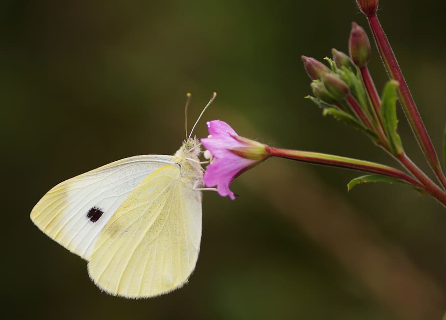 butterfly, flower, one animal, animal themes, plant, animal wildlife HD wallpaper