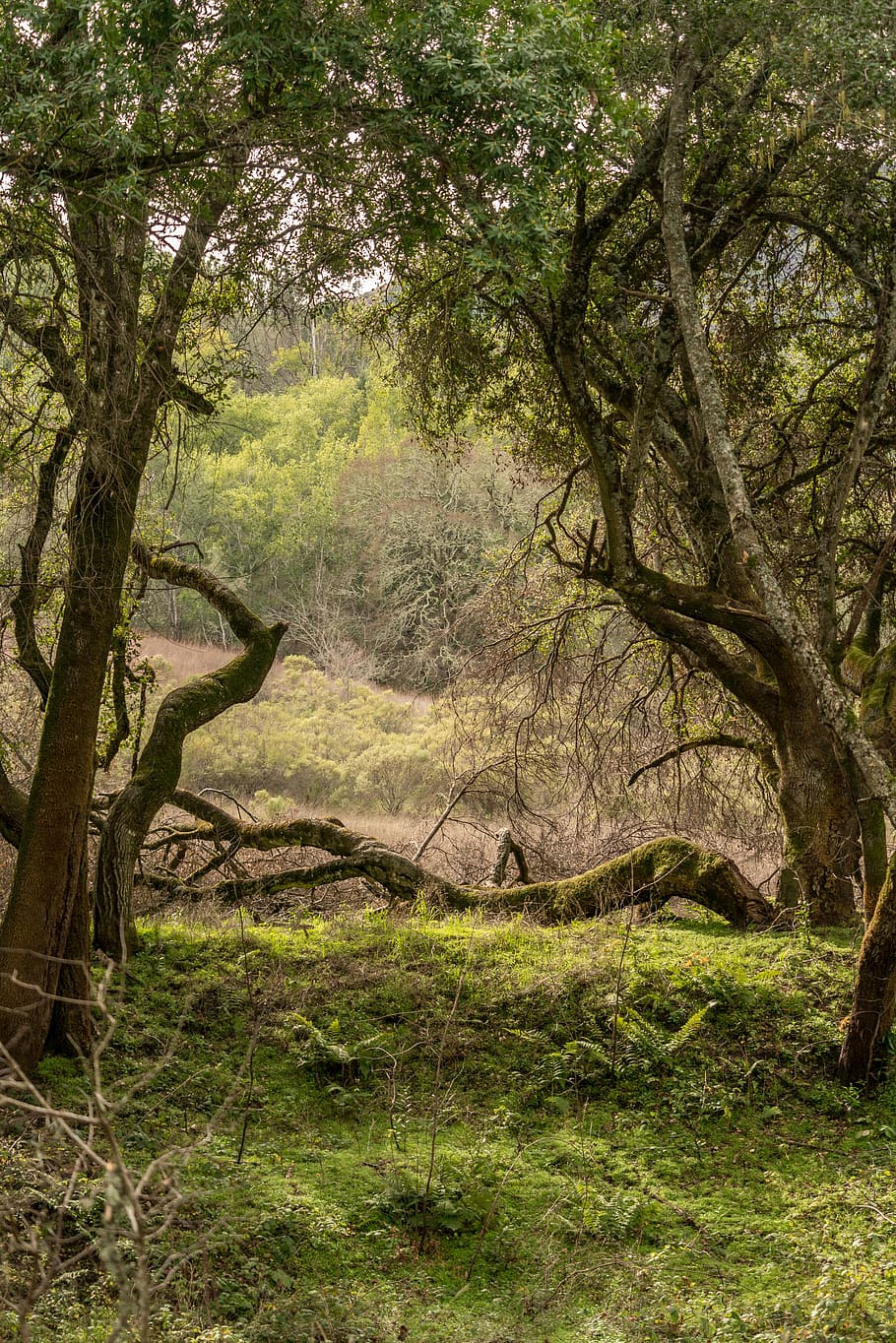 green grass field under tree, plant, land, forest, tranquility HD wallpaper