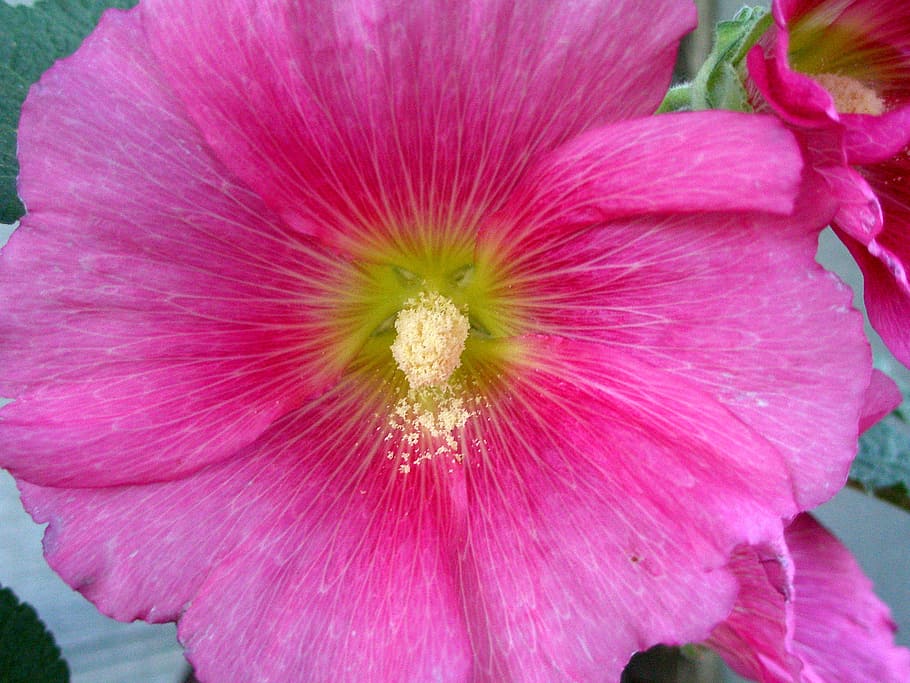 Pink Hollyhock with pollen, flower, macro, freshness, flowering plant