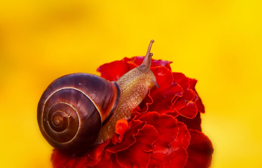 snail on red flower, raspberry, produce, plant, fruit, food, flora HD wallpaper