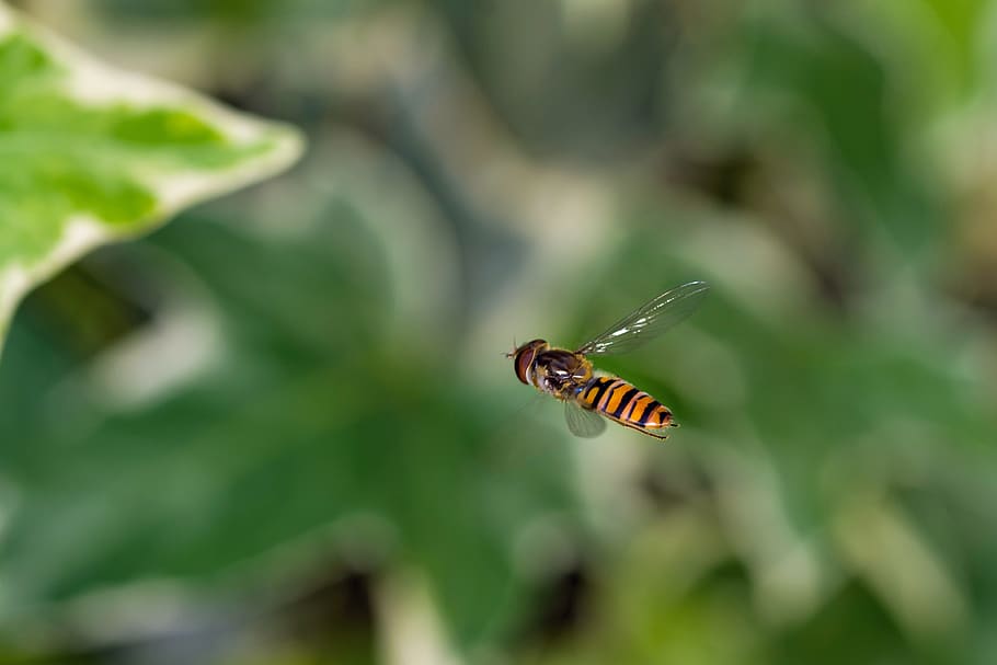 bee, spring, wallpaper, background, desktop, natural, nature HD wallpaper