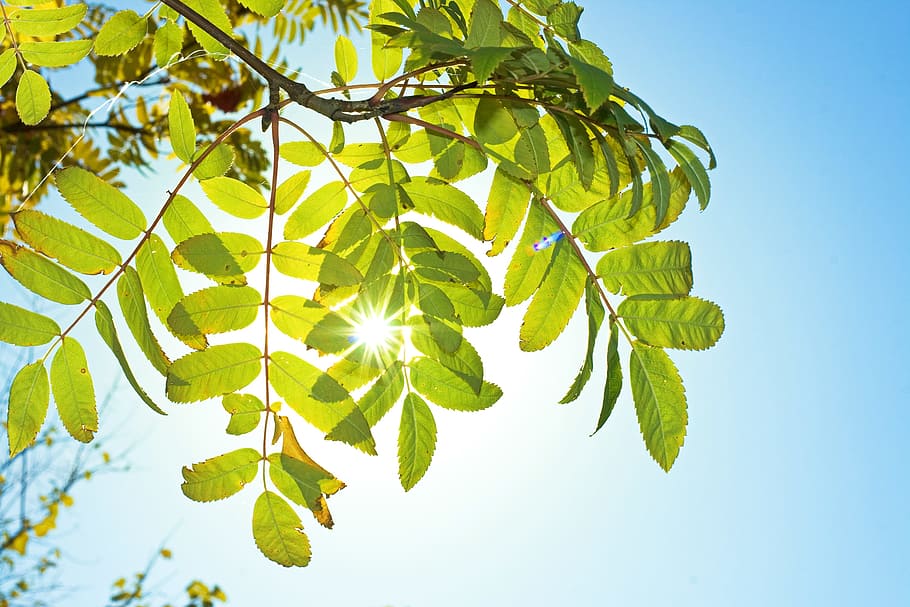 tree, leaves, leafs, light, forest, spring, shadow, solar, park HD wallpaper