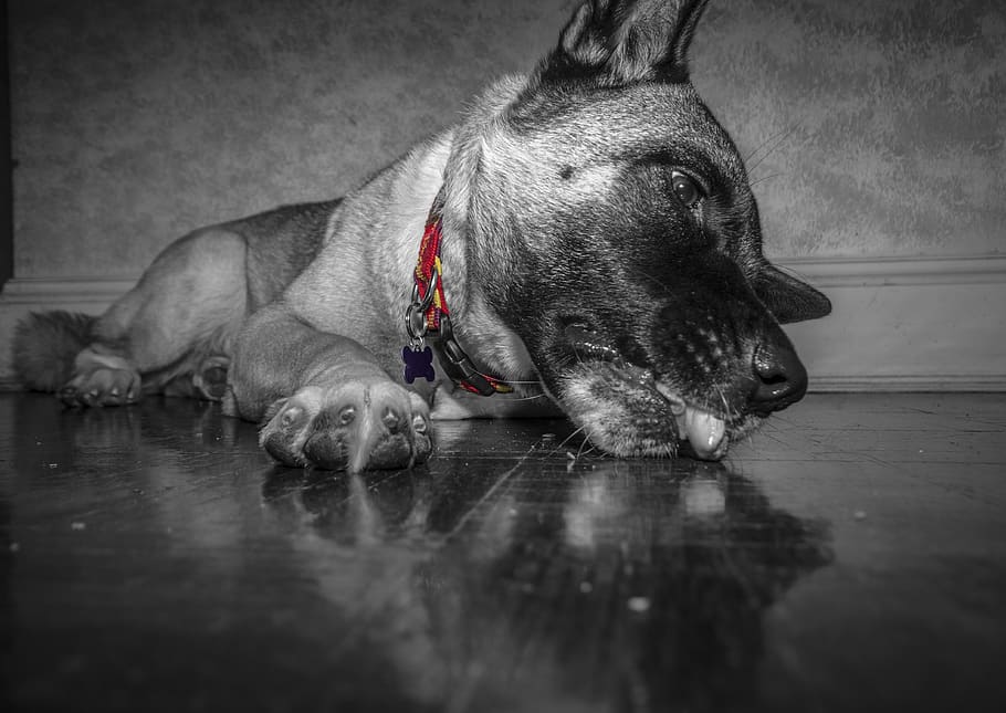 canada, windsor, huskey, dog, lick, wolf, akita, pets, one animal HD wallpaper