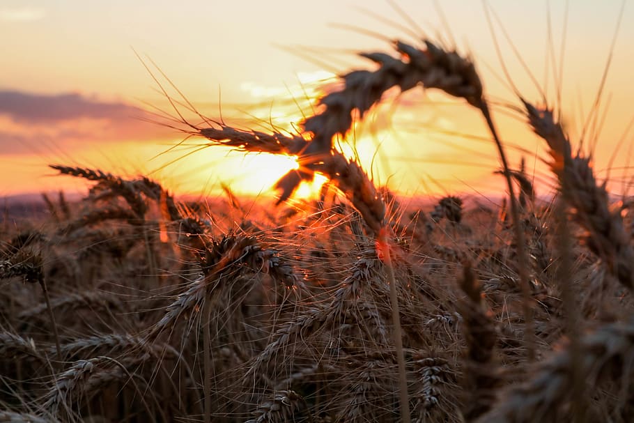 sunset, red, orange, sky, clouds, wheat, corns, landscape, plant HD wallpaper