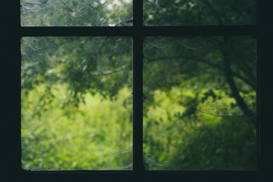 trees and black window grille, glass - material, transparent HD wallpaper