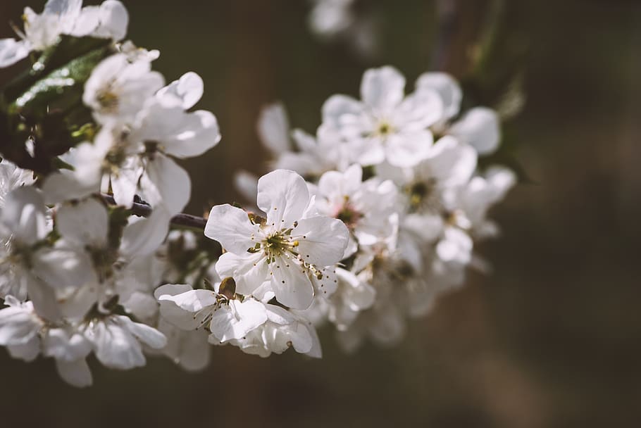 flowers, white, branch, spring, nature, close up, garden, vegetable garden HD wallpaper