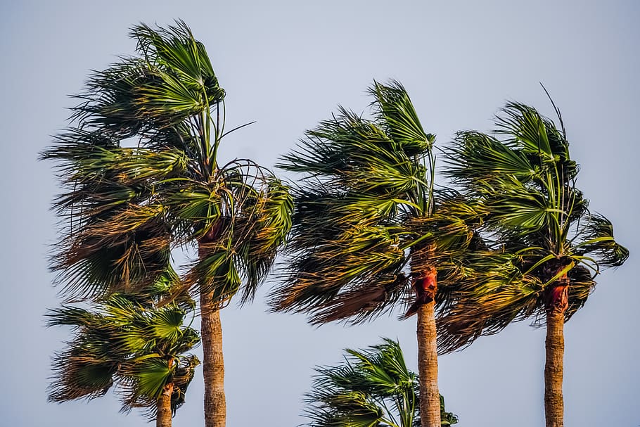 tree, palm, tropical, wind, storm, weather, nature, palm tree HD wallpaper