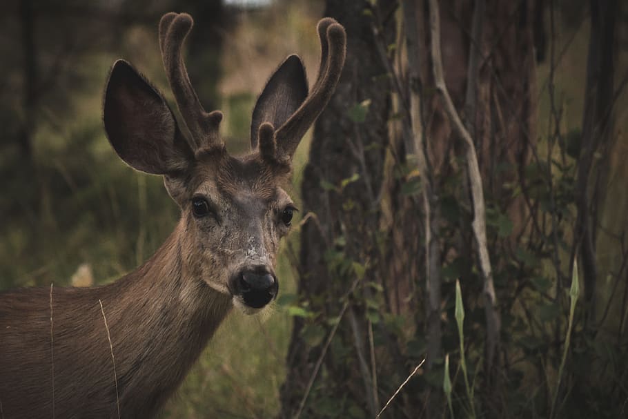 Brown Deer Near Tree, animal, animal photography, animal portrait, HD wallpaper