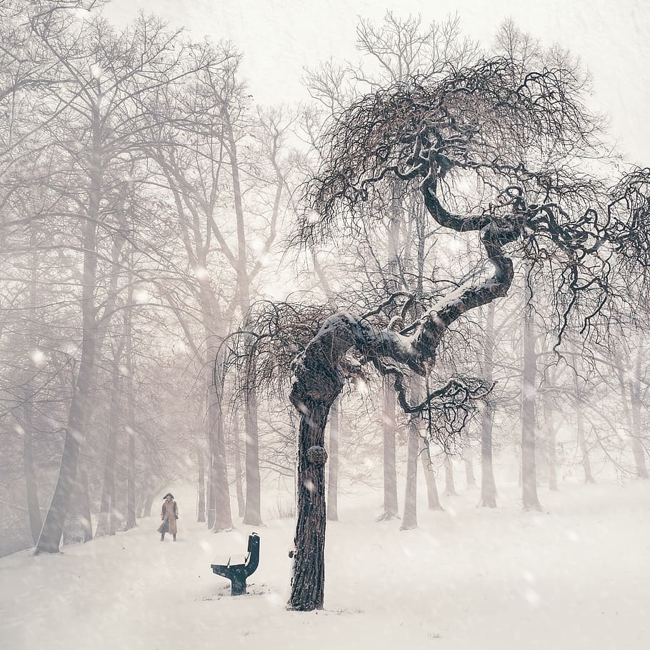 Bare Trees on Snow Covered Landscape, bench, branches, cold, fog HD wallpaper