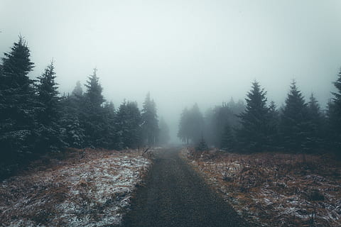grey, forest, fog, tree, path, road, outdoor, hiking, mountain HD wallpaper