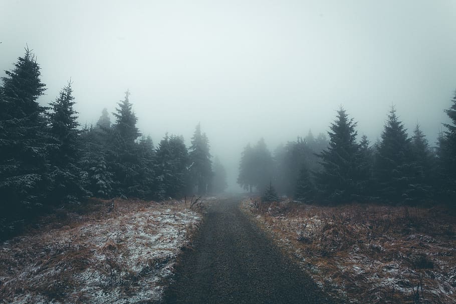 grey, forest, fog, tree, path, road, outdoor, hiking, mountain