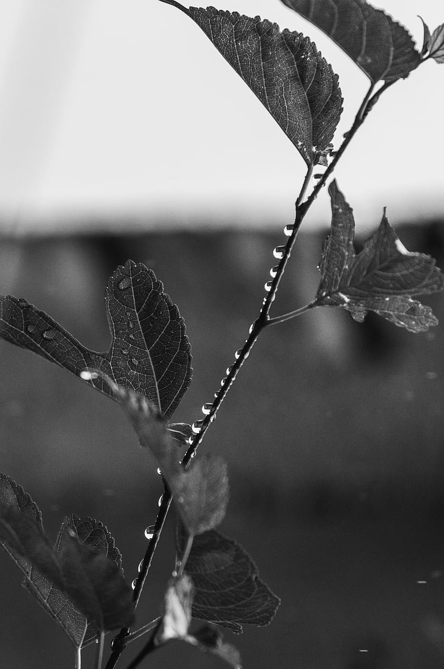 veins, plant, leaf, light, flare, handrail, banister, droplet HD wallpaper