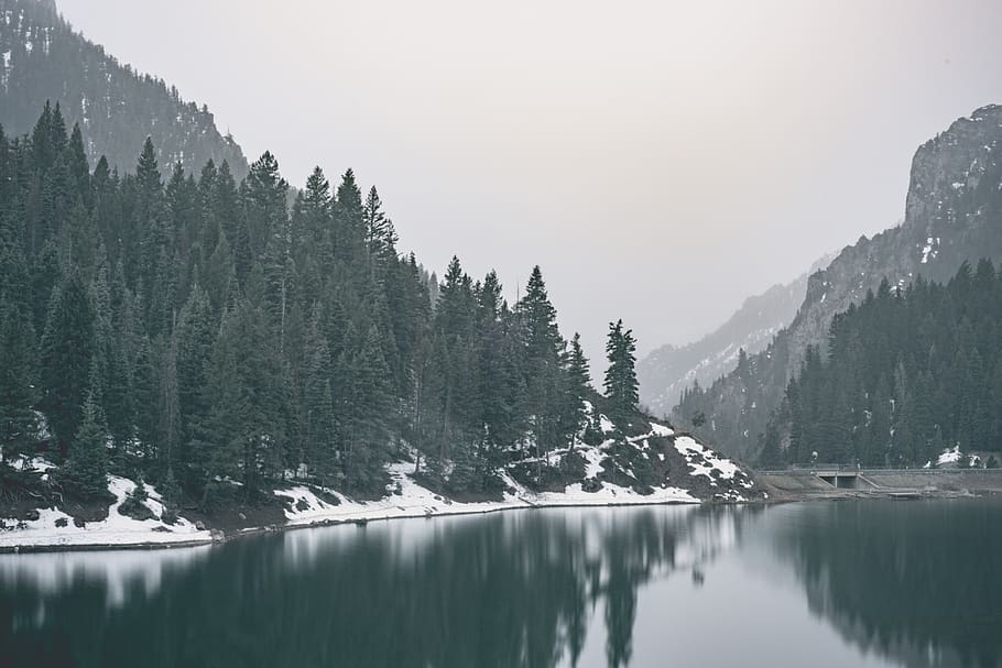 united states, tibble fork, tree, beauty in nature, mountain HD wallpaper