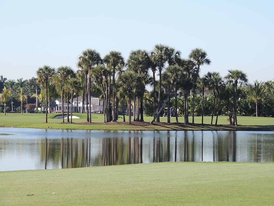 golf course, lake, landscape, trees, palm trees, plant, grass HD wallpaper