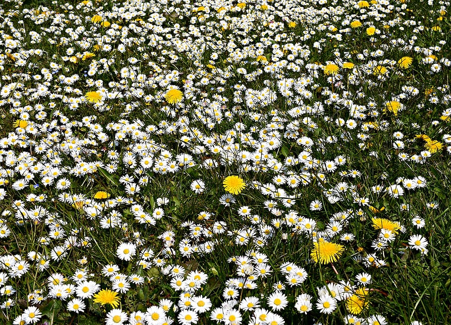 daisy, daisies, lawn, blossom, yellow, bunch, floral, flowers, HD wallpaper