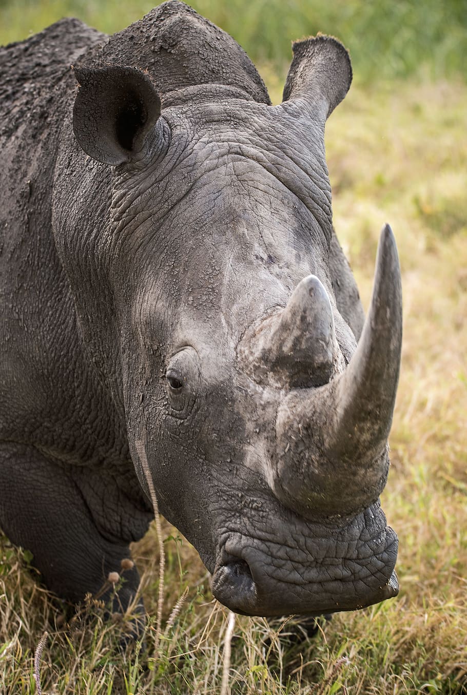 closeup of gray rhinoceros on green grass, animal, animal themes, HD wallpaper