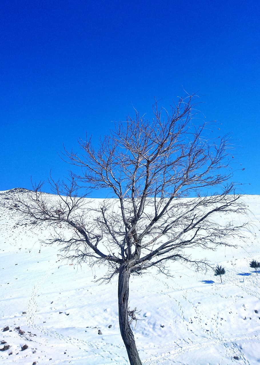 nature, tree, outdoors, snow, plant, iran, gavazang dam, zanjan HD wallpaper