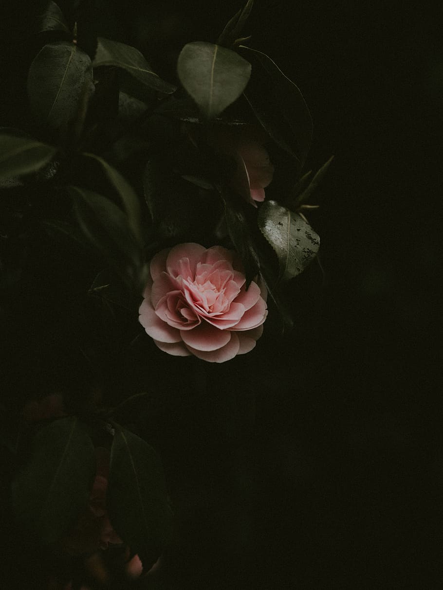 pink flower in bloom, flowering plant, beauty in nature, rose HD wallpaper