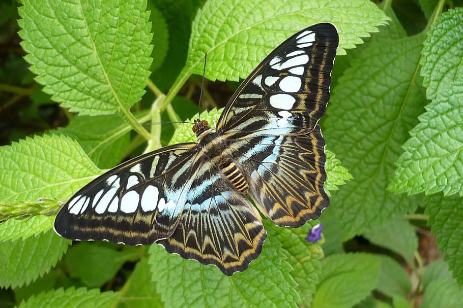 butterfly, blue, insect, wing, nature, close up, pretty, animal wing HD wallpaper