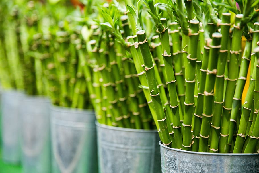 Bamboo Stick Lot in Gray Galvanized Buckets, agriculture, botanical HD wallpaper