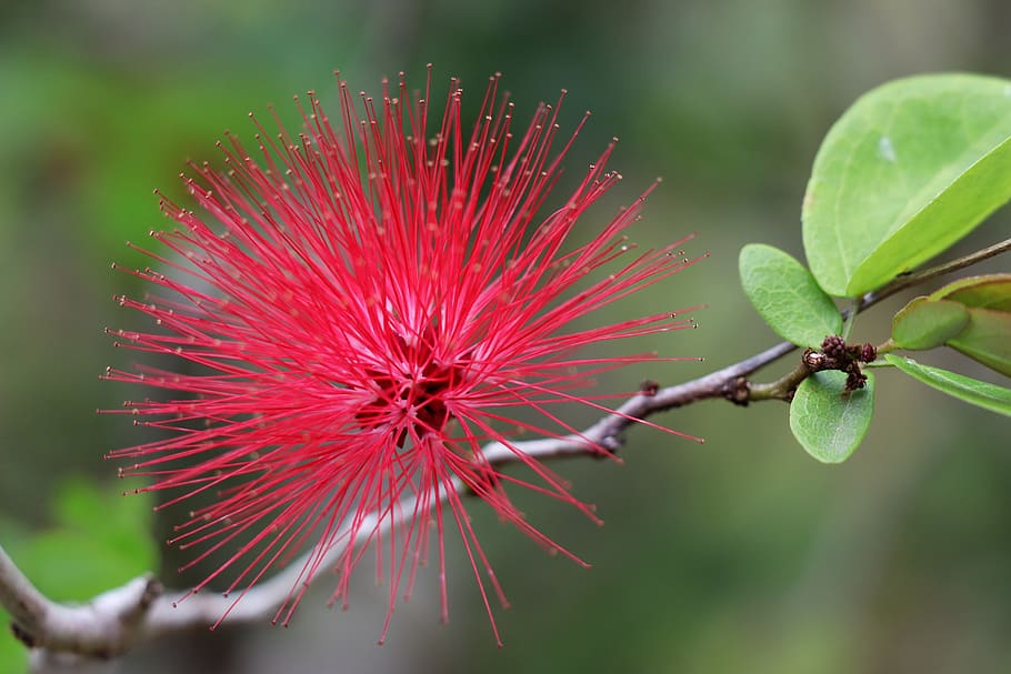 flower, red, exotic, green, colorful, nature, fresh, postcard HD wallpaper