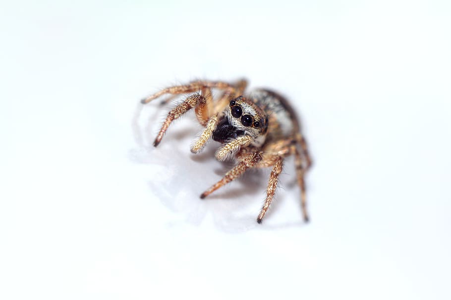 spider, skakun, animal themes, invertebrate, one animal, animal wildlife HD wallpaper