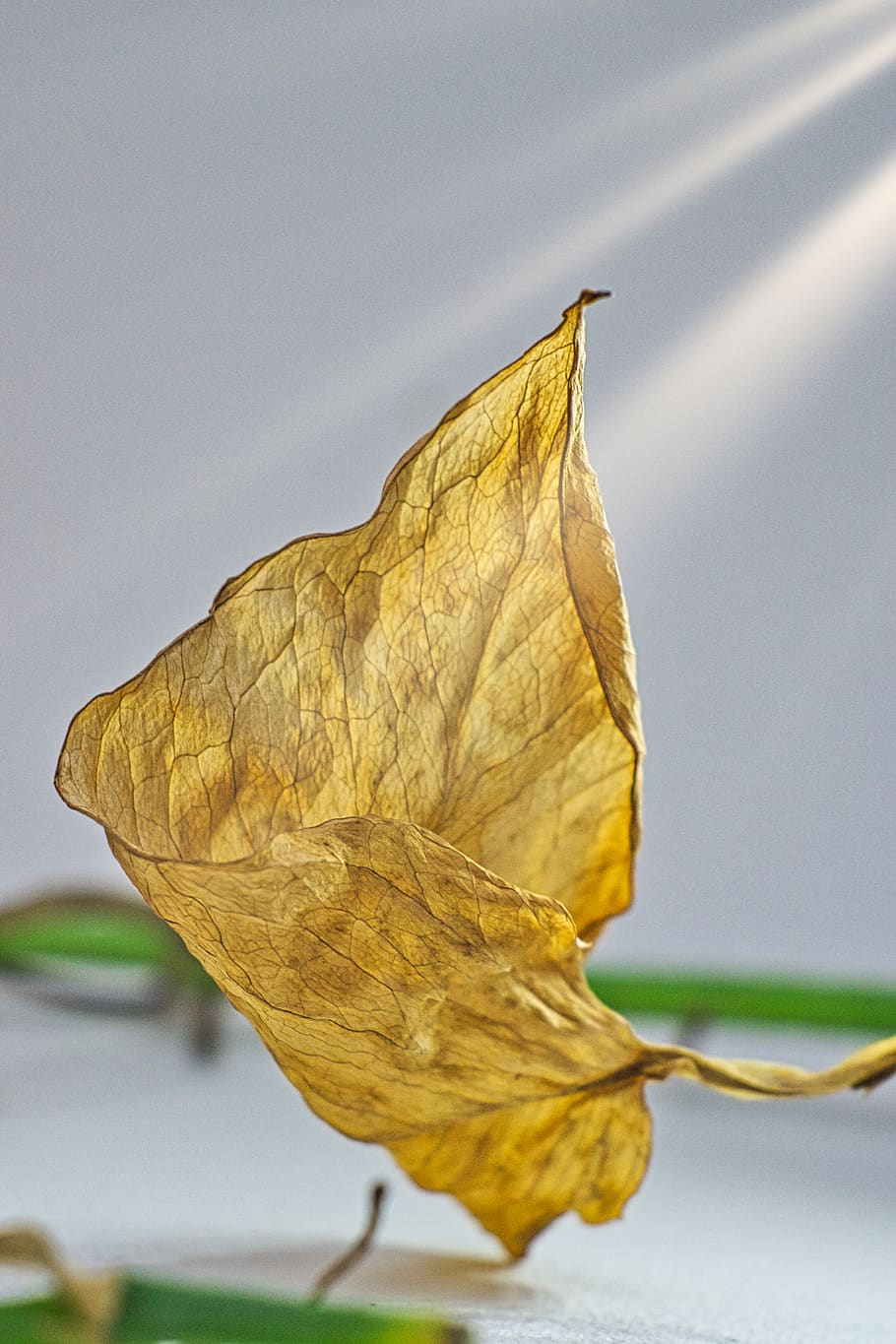 dancing with death, leaf, close-up, autumn, plant part, dry HD wallpaper