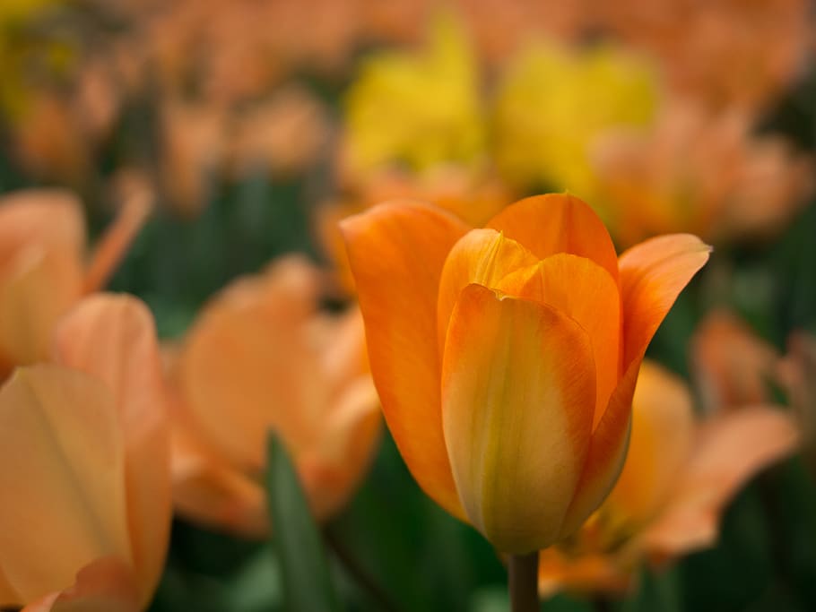 orange tulips, plant, flower, blossom, crocus, spring, petal HD wallpaper
